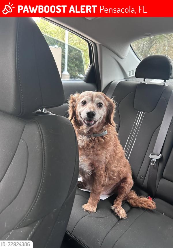 Lost Male Dog last seen Kingsfield and Ziglar, Pensacola, FL 32534