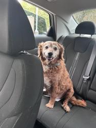 Lost Male Dog last seen Kingsfield and Ziglar, Pensacola, FL 32534