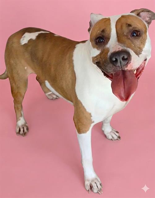 Shelter Stray Female Dog last seen , Jacksonville, FL 32204