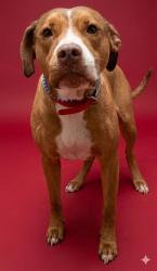Shelter Stray Female Dog last seen Near BLOCK CELEBRANT DR, Jacksonville, FL 32204