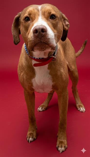 Shelter Stray Female Dog last seen Near BLOCK CELEBRANT DR, Jacksonville, FL 32204