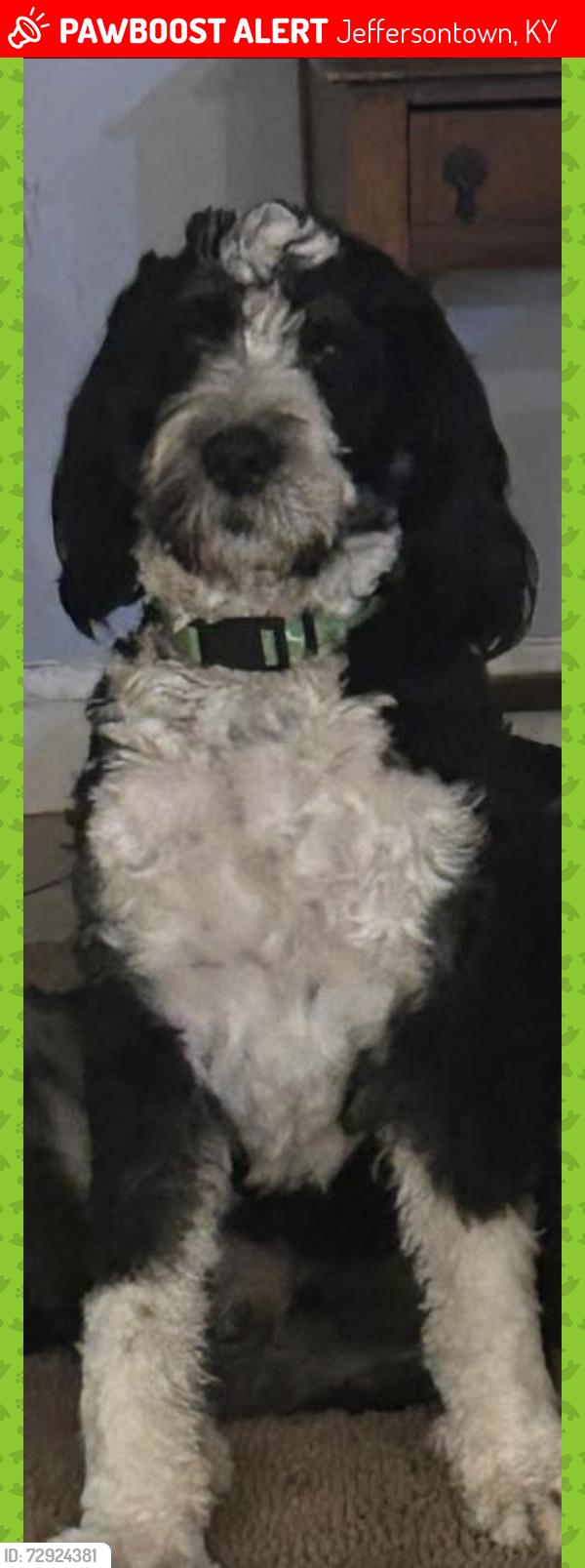 Lost Male Dog last seen Billtown Rd, close to Post Office, Jeffersontown, KY 40299