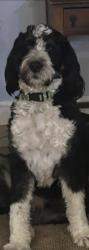 Lost Male Dog last seen Billtown Rd, close to Post Office, Jeffersontown, KY 40299