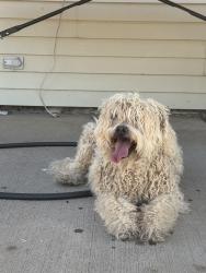 Found/Stray Unknown Dog last seen Near Ave and union hills, Phoenix, AZ 85053