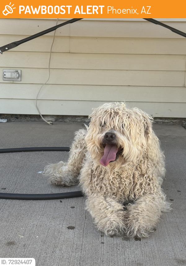 Found/Stray Unknown Dog last seen Near Ave and union hills, Phoenix, AZ 85053