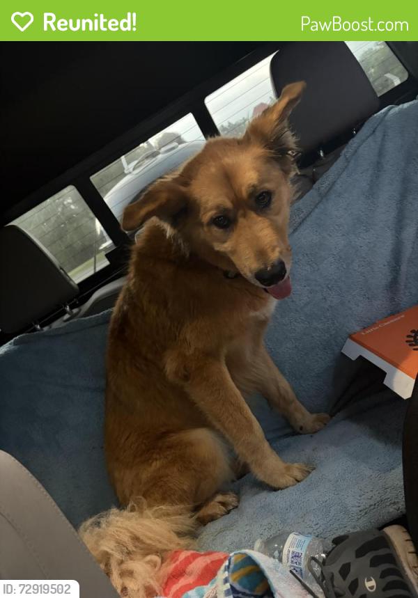 Reunited Male Dog last seen Near PR-31 Spring Branch, TX  78070 United States, Spring Branch, TX 78070