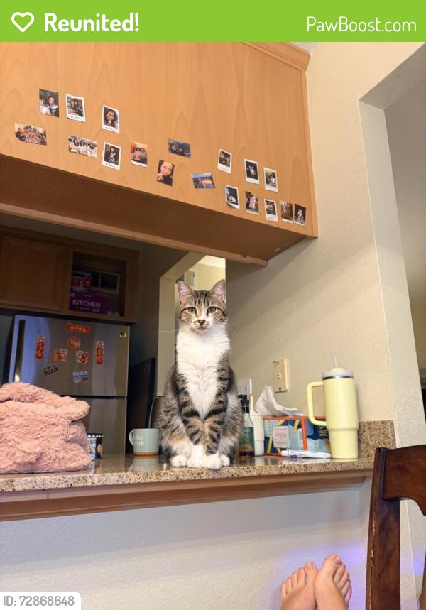 Reunited Male Cat last seen Cross at ellemere drive and newgate way, Dixon, CA 95620
