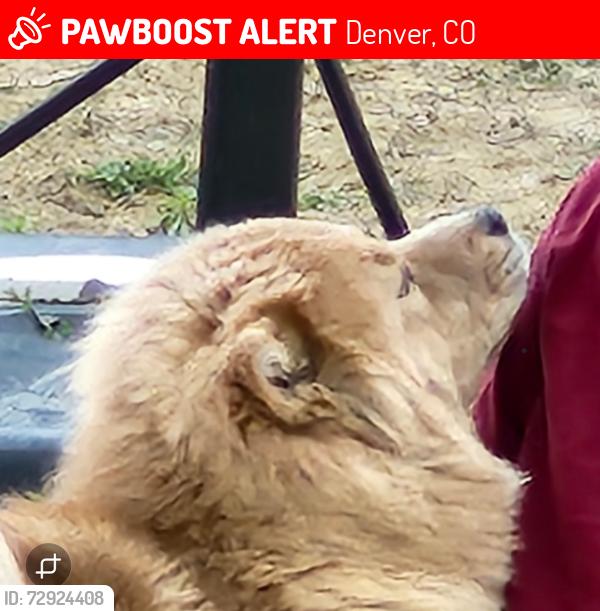 Lost Female Dog last seen Near dillon st denver, Denver, CO 80239