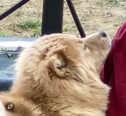 Lost Female Dog last seen Near dillon st denver, Denver, CO 80239