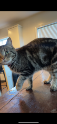 Reunited Female Cat last seen Sycamore dr , Circleville, OH 43113