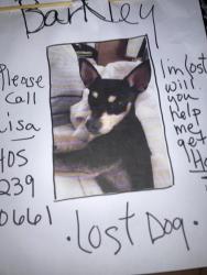 Lost Male Dog last seen Near n villa, okc 73112, Oklahoma City, OK 73116