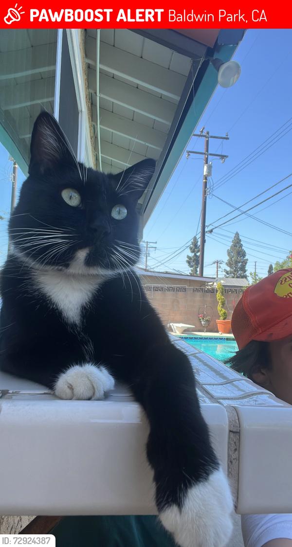 Lost Male Cat last seen Covina Irrigating company, Baldwin Park, CA 91706