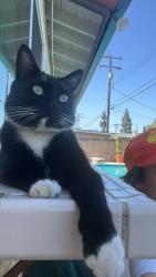 Lost Male Cat last seen Covina Irrigating company, Baldwin Park, CA 91706