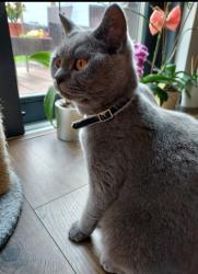 Reunited Female Cat last seen Near walden avenue rm13 8ea , Greater London, England RM13