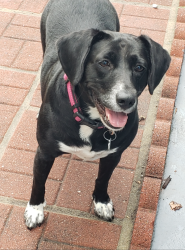 Reunited Female Dog last seen Forrestdale Drive, Durham, NC 27712