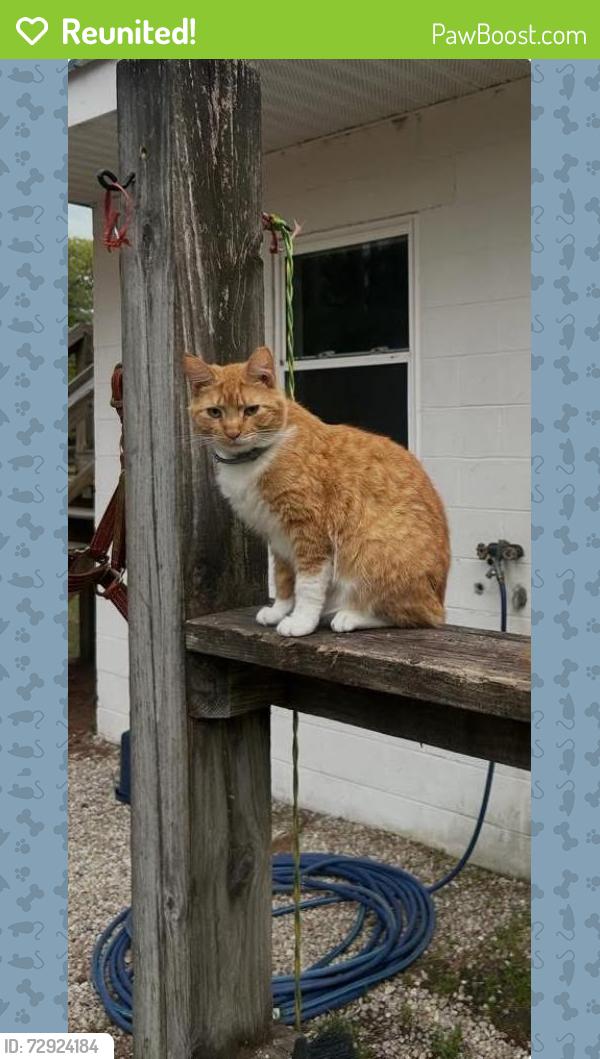 Reunited Female Cat last seen Red’s Corner, Southern Pines, NC 28387