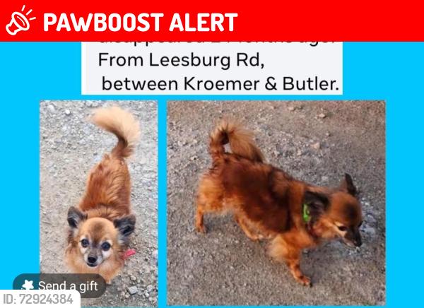 Lost Male Dog last seen On Leesburg Rd. Between Kroemer/Butler, Washington Township, IN 46818
