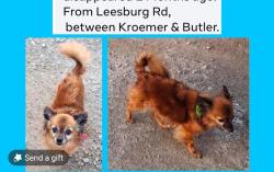 Lost Male Dog last seen On Leesburg Rd. Between Kroemer/Butler, Washington Township, IN 46818