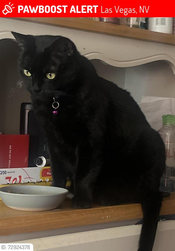 Lost Female Cat last seen Wyatt Ave and N street , Las Vegas, NV 89106