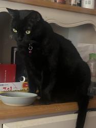 Lost Female Cat last seen Wyatt Ave and N street , Las Vegas, NV 89106