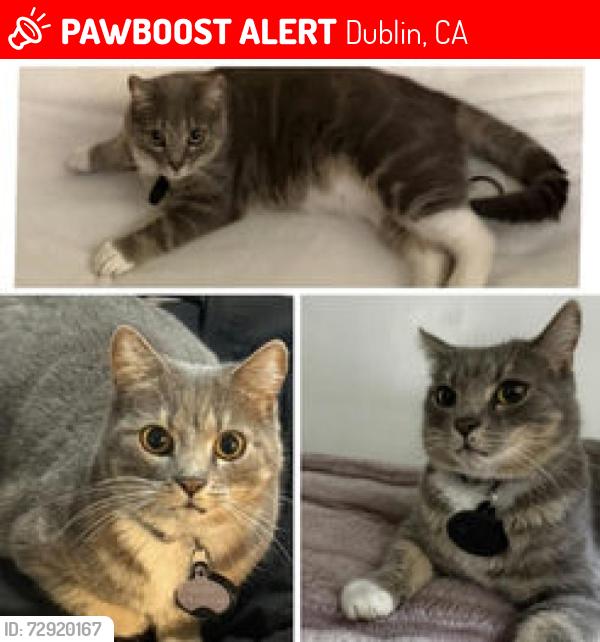 Lost Female Cat last seen Near tamarack drive , Dublin, CA 94568