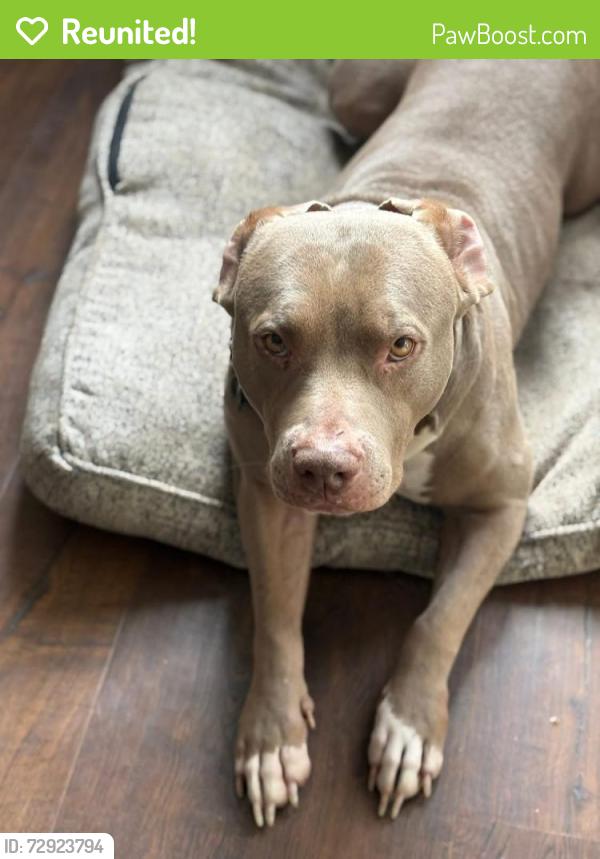Reunited Female Dog last seen Carmenita rd & Lakeland , Whittier, CA 90604