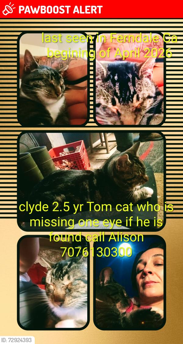 Lost Male Cat last seen Grizzly bluff rd, Humboldt County, CA 95536
