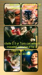 Lost Male Cat last seen Grizzly bluff rd, Humboldt County, CA 95536