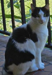Lost Male Cat last seen Cherokee Brook ests Neighborhood, Birmingham, AL 35210
