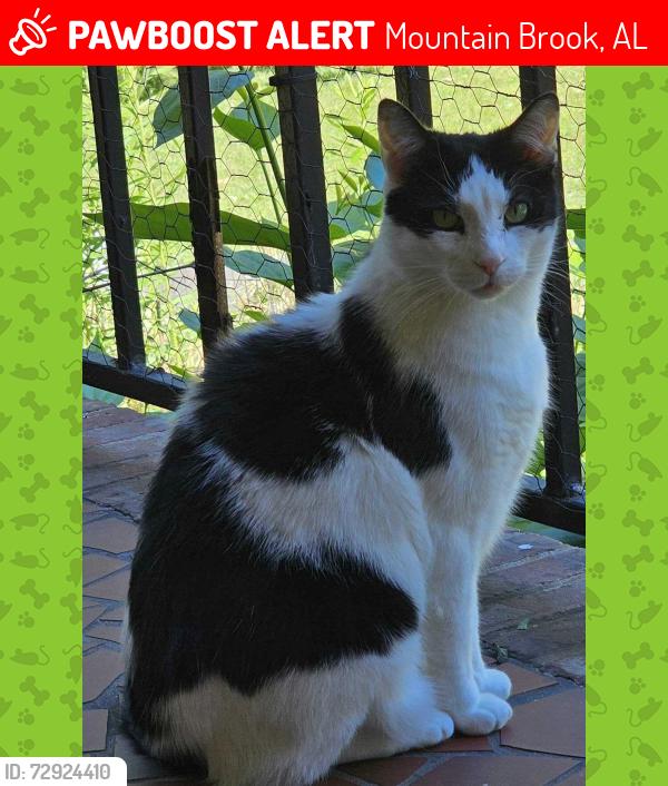 Lost Male Cat last seen Cherokee Brook ests Neighborhood, Birmingham, AL 35210