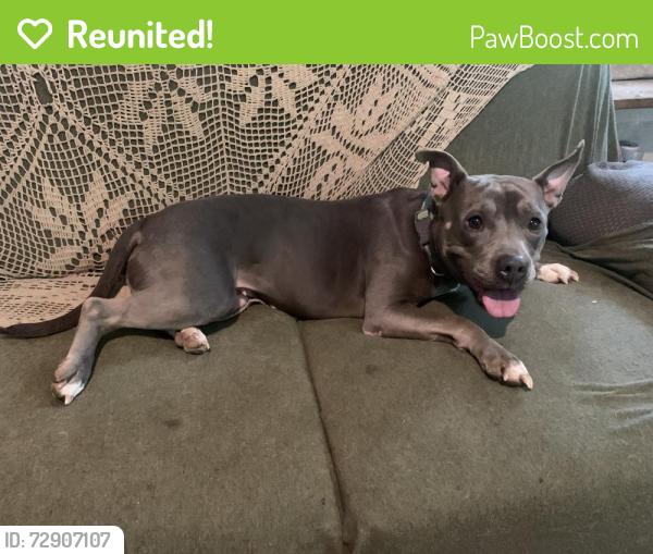 Reunited Female Dog last seen Millers Chapel Rd, Winslow, AR 72959