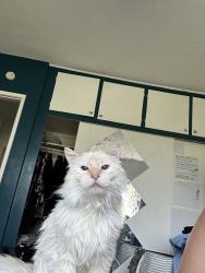 Reunited Female Cat last seen Near Catamaran St, Venice, CA 90292, USA, Los Angeles, CA 90292