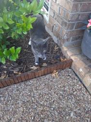 Found/Stray Unknown Cat last seen Westridge fairways, McKinney, TX 75072