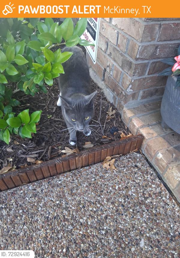 Found/Stray Unknown Cat last seen Westridge fairways, McKinney, TX 75072