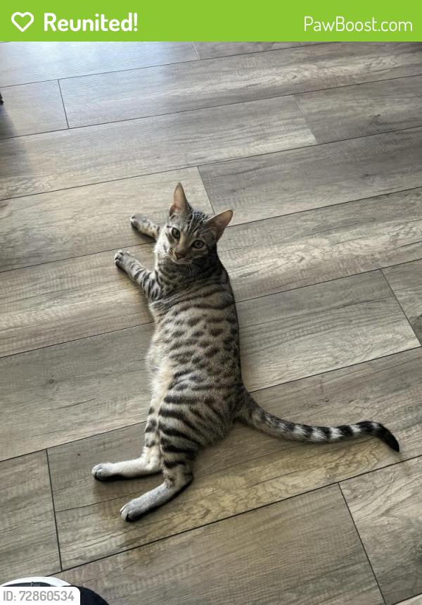 Reunited Male Cat last seen Buffalo and Ducharm, Las Vegas, NV 89145