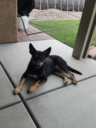 Reunited Female Dog last seen Greenway and Kizzia, Henderson, NV 89002