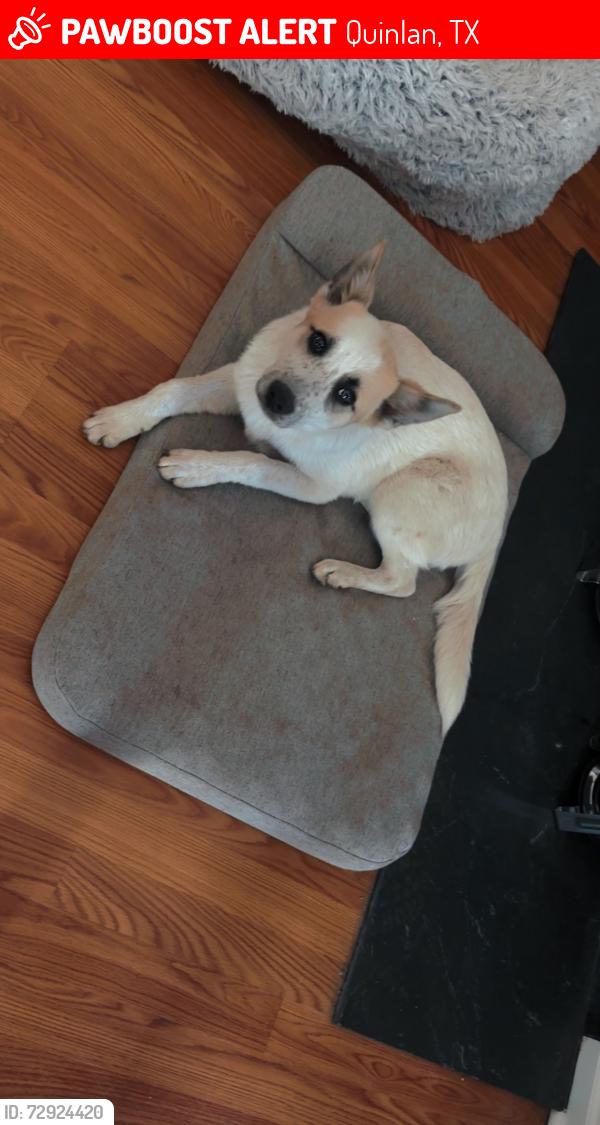 Lost Female Dog last seen Near county road 1317 Quinlan texas, Quinlan, TX 75474
