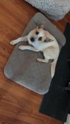 Lost Female Dog last seen Near county road 1317 Quinlan texas, Quinlan, TX 75474