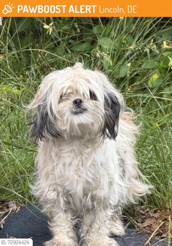 Found/Stray Unknown Dog last seen Lincoln, DE near Plebes market , Lincoln, DE 19960