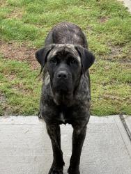 Reunited Female Dog last seen Willow Springs, NC 27520, USA, Willow Springs, NC 27520