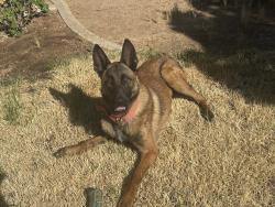 Found/Stray Unknown Dog last seen Costco/Uhaul , Victorville, CA 92395