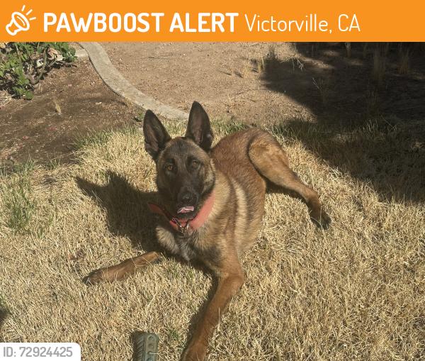 Found/Stray Unknown Dog last seen Costco/Uhaul , Victorville, CA 92395