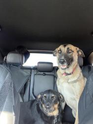 Reunited Female Dog last seen Near High view Rd. Weatherford Tx , Weatherford, TX 76085