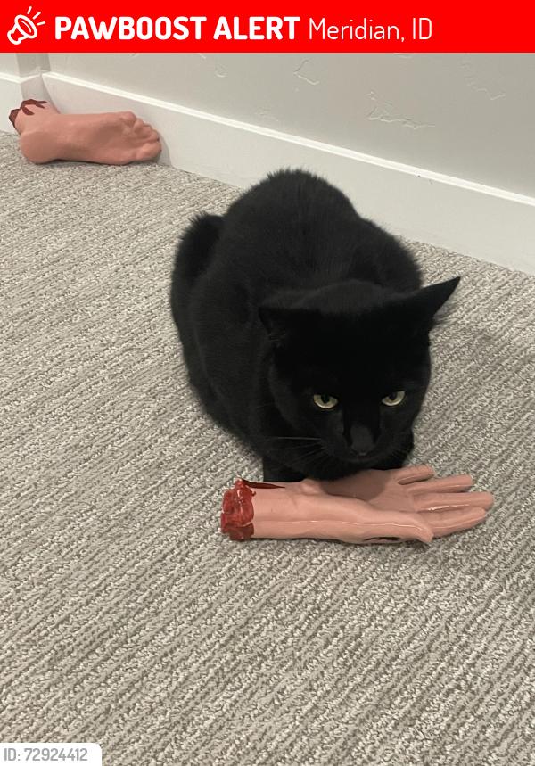Lost Male Cat last seen Glassford ave / fairy falls, Meridian, ID 83646