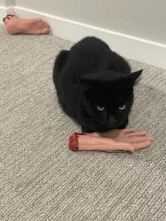 Lost Male Cat last seen Glassford ave / fairy falls, Meridian, ID 83646