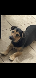 Reunited Male Dog last seen Near New hope road , Rogers, AR 72756
