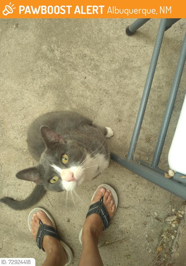 Found/Stray Female Cat last seen Near Washington Middle School, Albuquerque, NM 87102