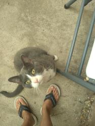 Found/Stray Female Cat last seen Near Washington Middle School, Albuquerque, NM 87102