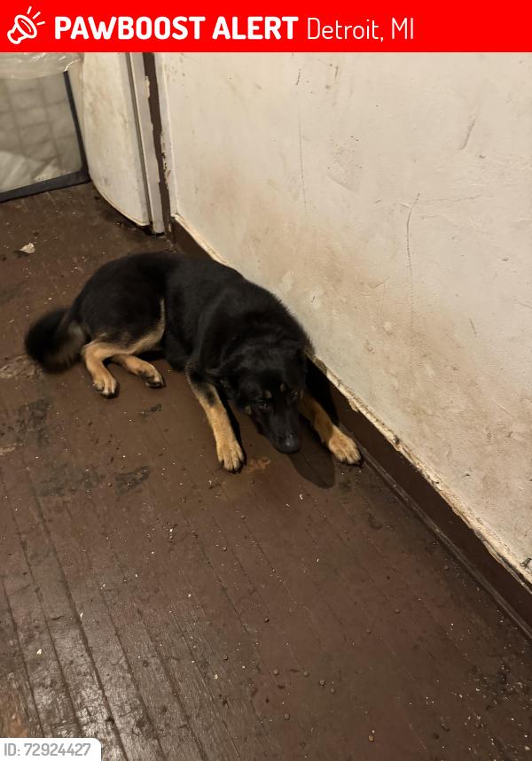 Lost Male Dog last seen PID p108879, Detroit, MI 48238