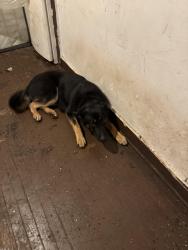 Lost Male Dog last seen PID p108879, Detroit, MI 48238